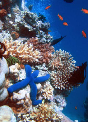 Onde... radio per salvare la barriera corallina australiana
