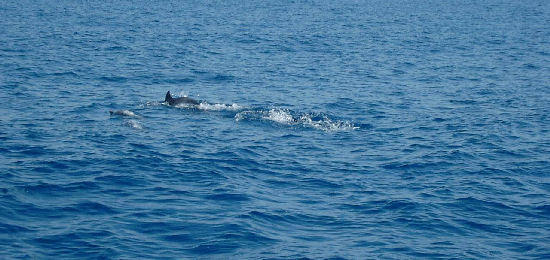 Liguria, Tre delfini morti in un mese: si teme il morbillivirus