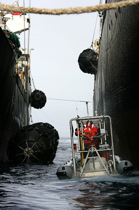 Ancora scintille tra le baleniere e gli attivisti di Greenpeace