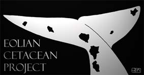 Eolian Cetacean Project, studiare i delfini alle Isole Eolie